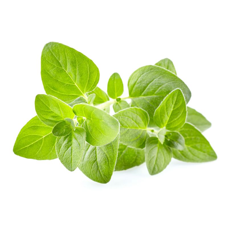 Oregano-fresh_00000404.jpg