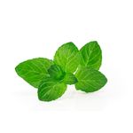 Oregano-fresh-30g_00000719.jpg