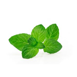 Oregano proaspat 30g