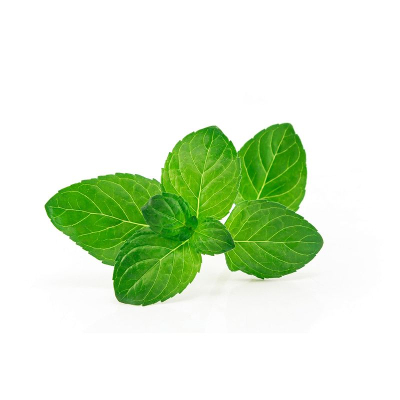 Oregano-fresh-30g_00000719.jpg