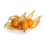Physalis_00000710.jpg