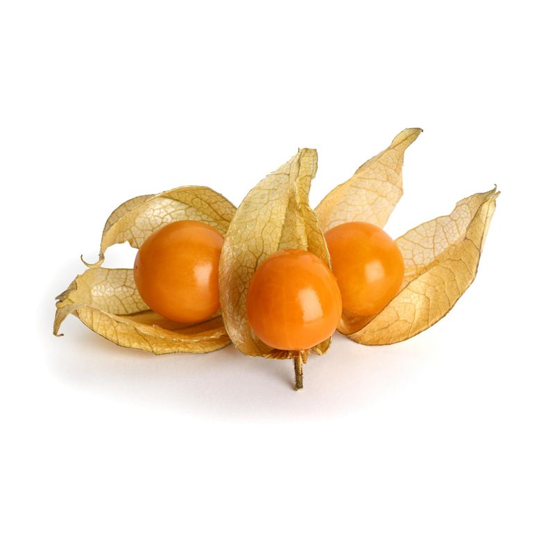 Physalis_00000710.jpg