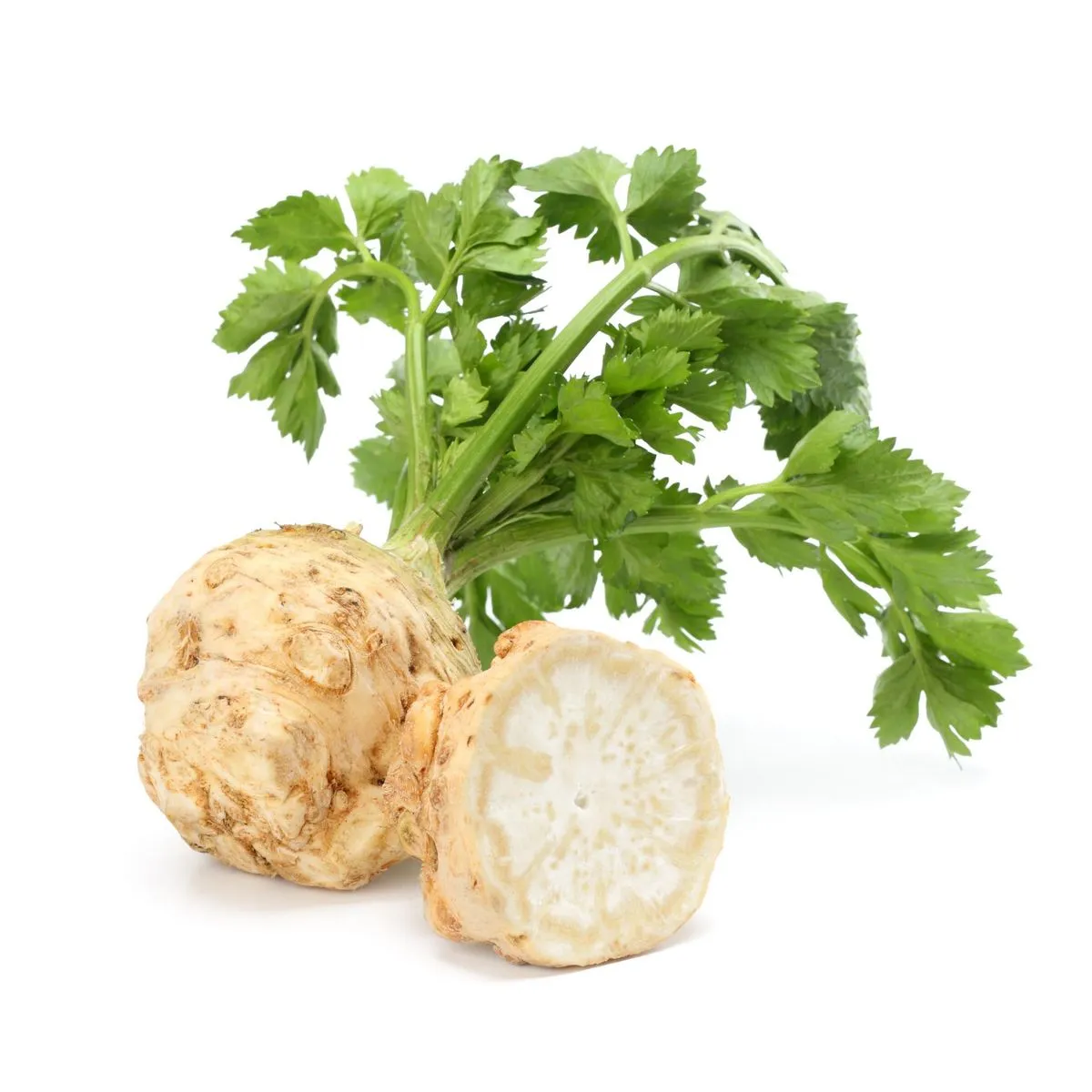 Legume radacinoase